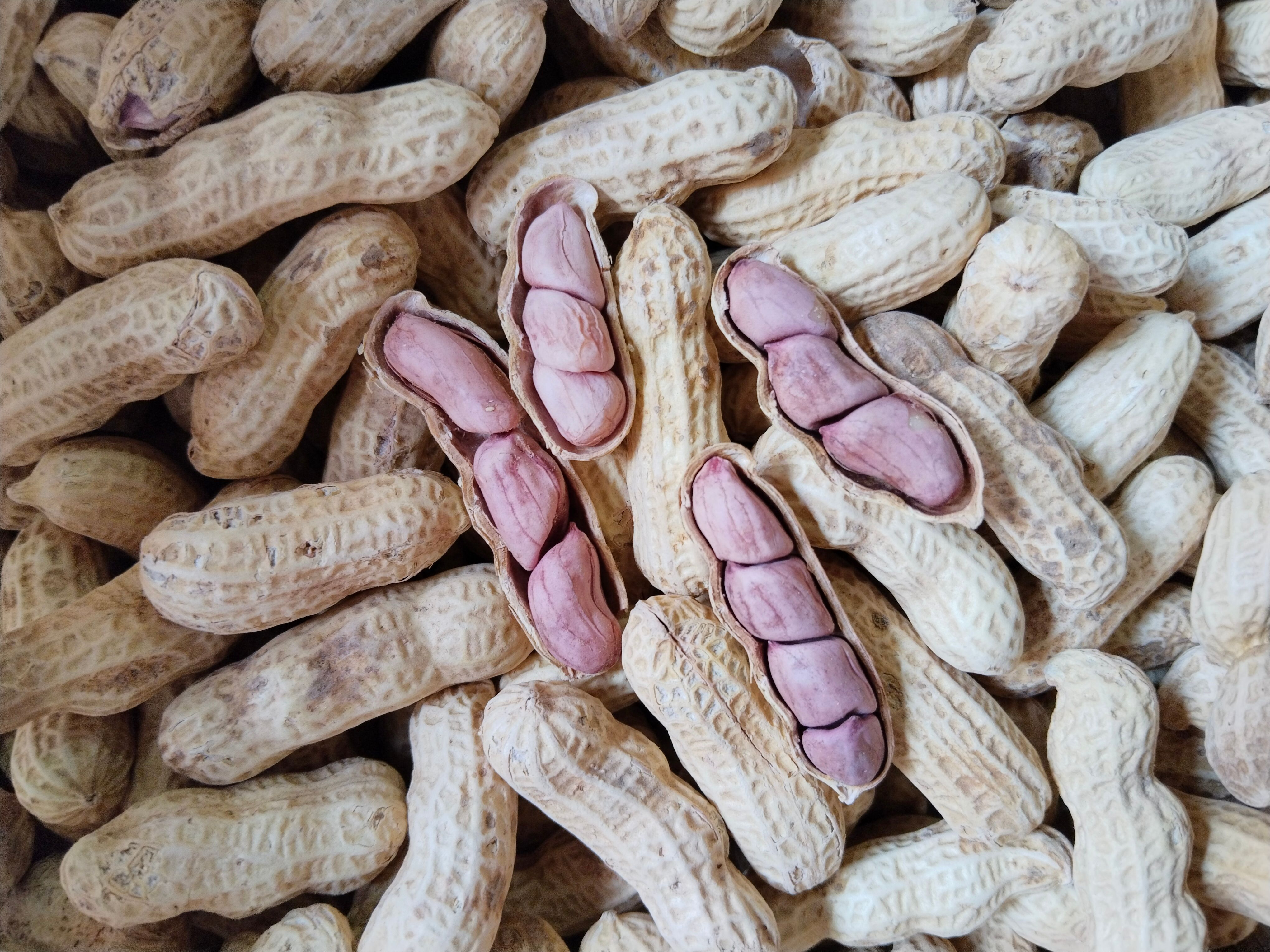 龙岩花生季紫衣茴香厂家直销一手货源