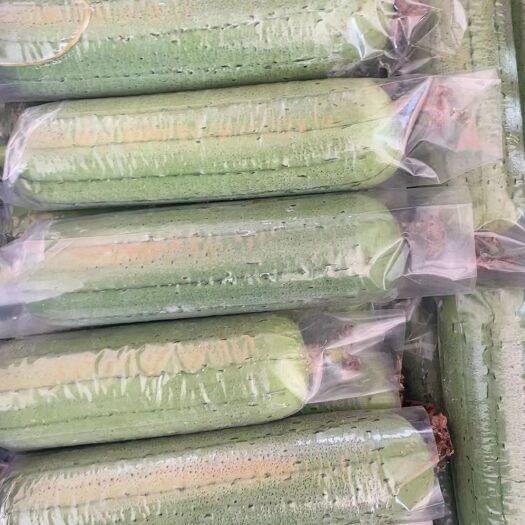 漳州圆帅丝瓜，基地种植，支持各种规格打包，期待更多老板合