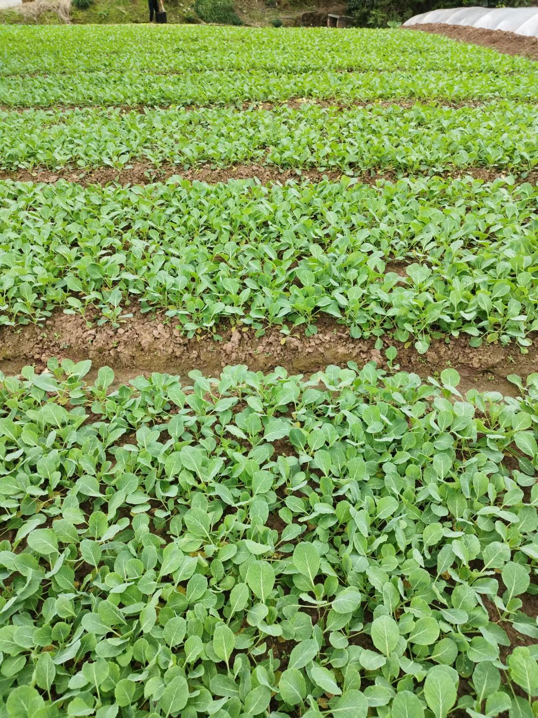 包菜苗（地苗），种植基地直销，免费技术指导