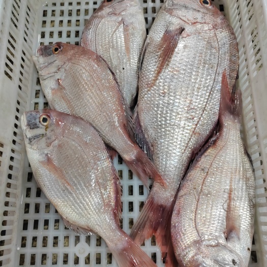 漳州真鲷鱼