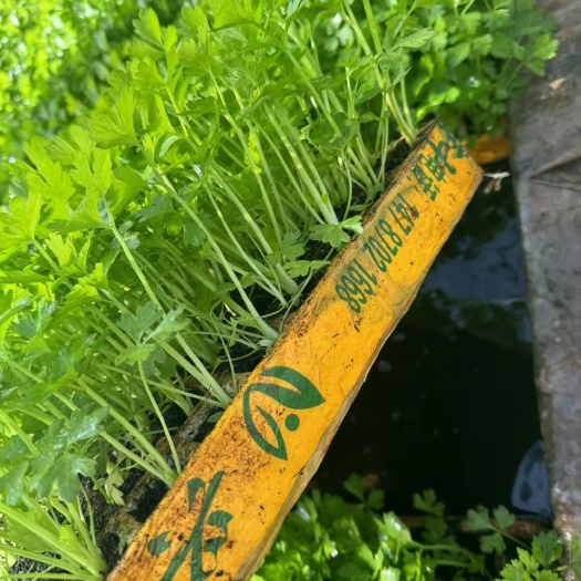 嵩明县精品西芹苗