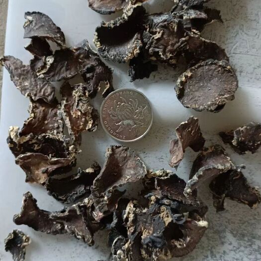 鱼台县猴脑菌片