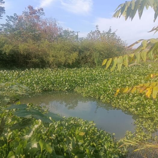 湘潭县水葫芦