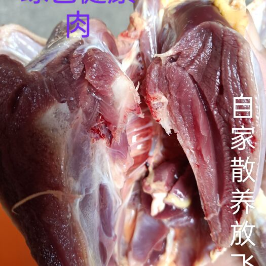 阳江自家敢养。老鸽子两只装，顺丰包邮。