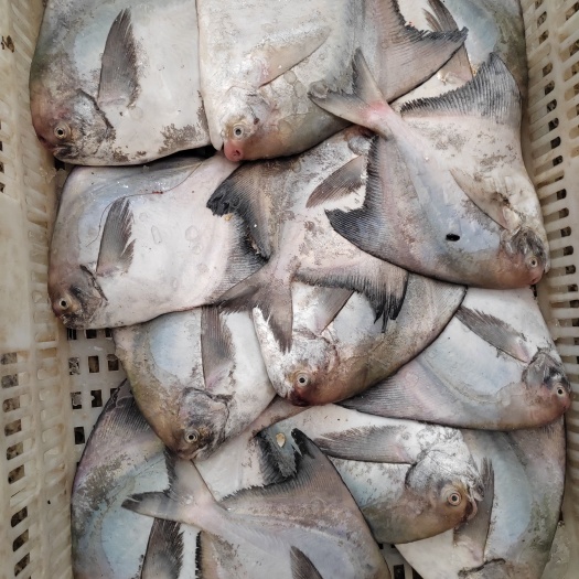 漳州拖网斗鲳鱼