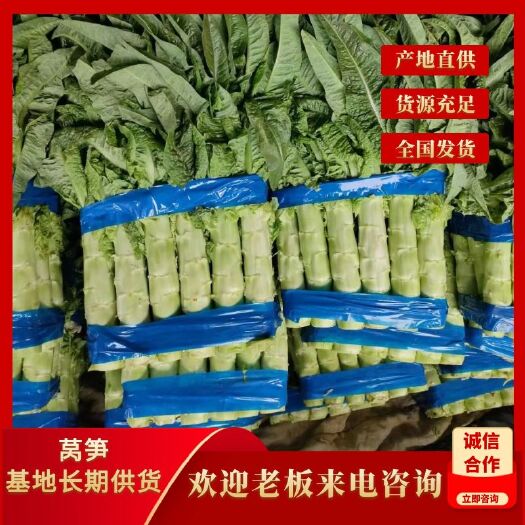 红叶莴笋圆叶莴苣|量大从优，价格不高，电商商超，市场货