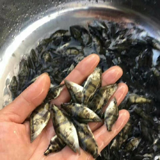 鳜鱼鳜鱼苗桂鱼苗季花鱼