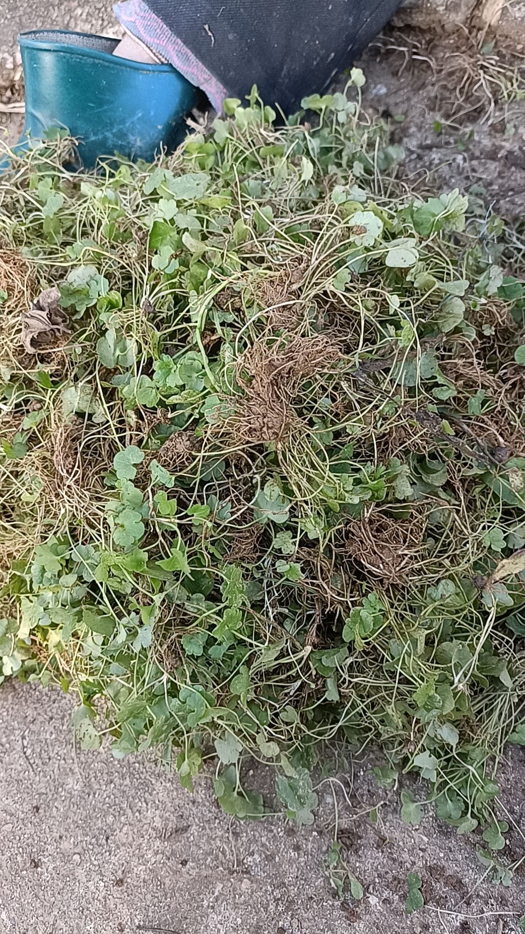 猫爪草种苗，猫爪草苗，产地现货