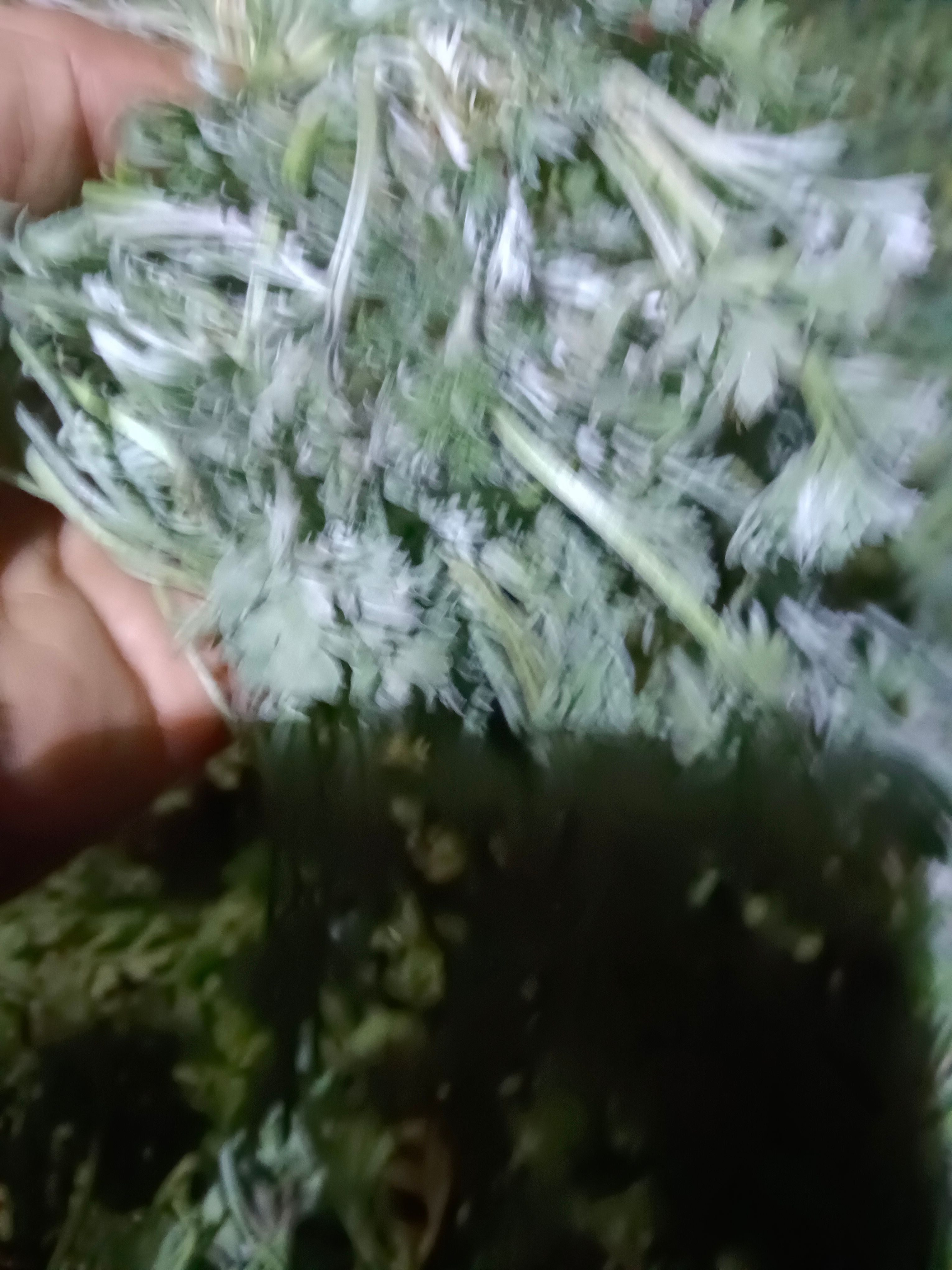 现货鲜茵陈蒿（白蒿）260斤，