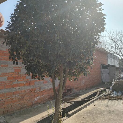 凤阳县老桩桂花树