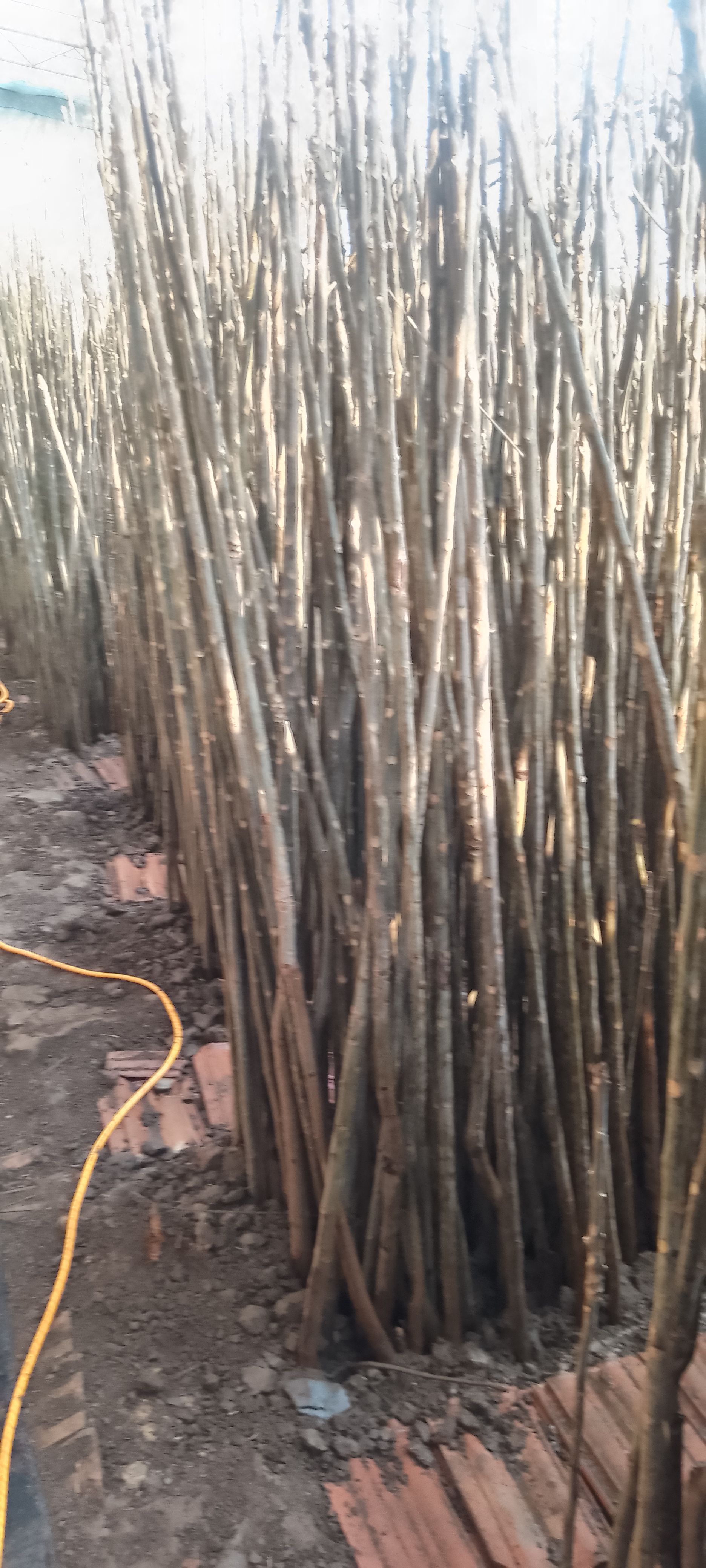 红油6号香椿苗 香椿苗，香椿苗，香椿苗，