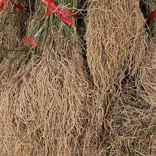 辽刁竹，中药材，徐长卿