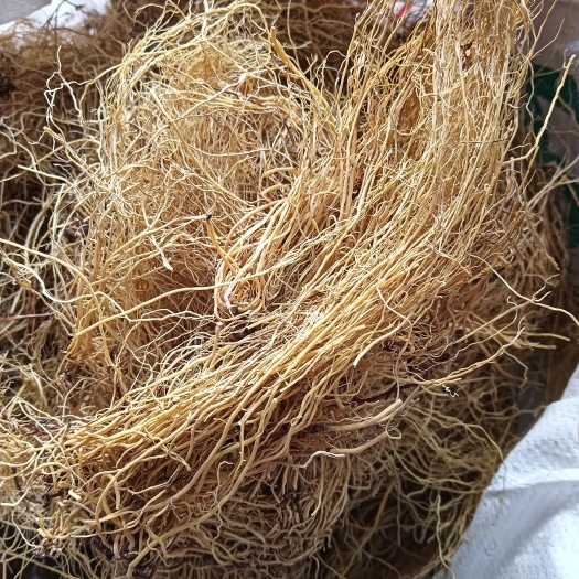 细辛 统货 现货供应 中药材批发【鲁赣药材批发】