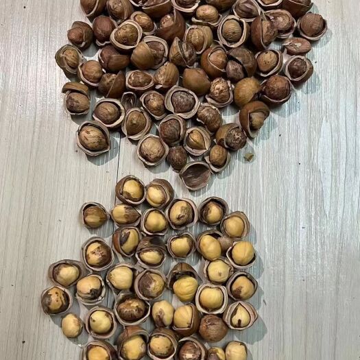 开原市东北手拍榛子