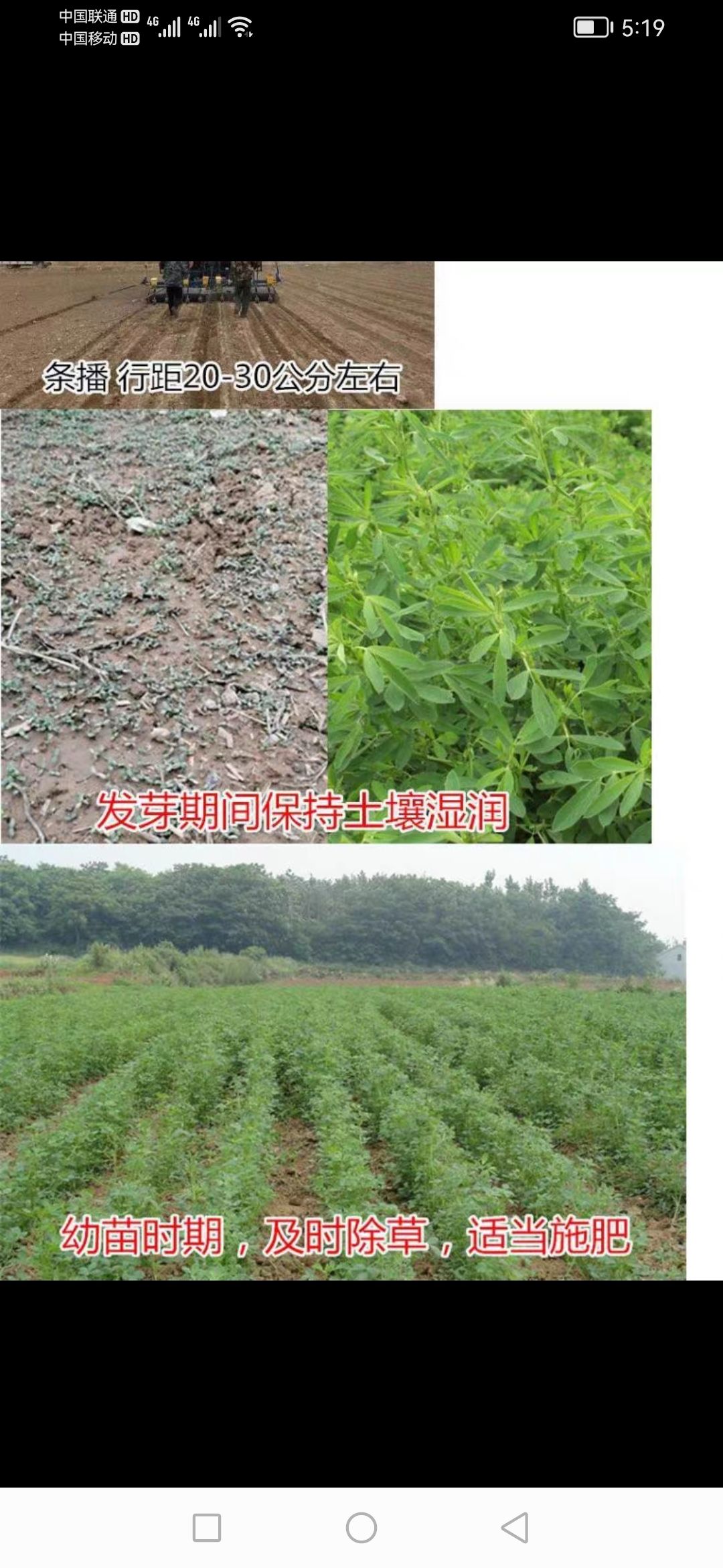 紫花苜蓿草苜蓿草种籽多年生四季养殖喂鸡鸭鹅牛羊鱼草牧草紫花
