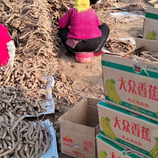 惠民县原产地直销无菌白玉山药苗