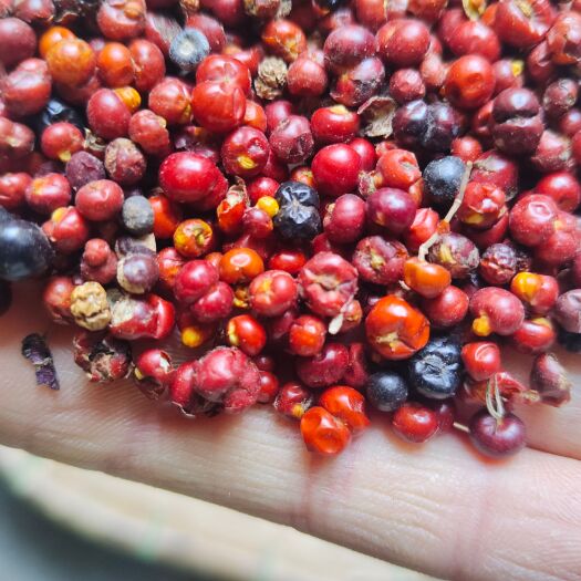 安国市新产茜草种子 茜草籽 中药材种子 多年生 好种易管 耐寒耐旱