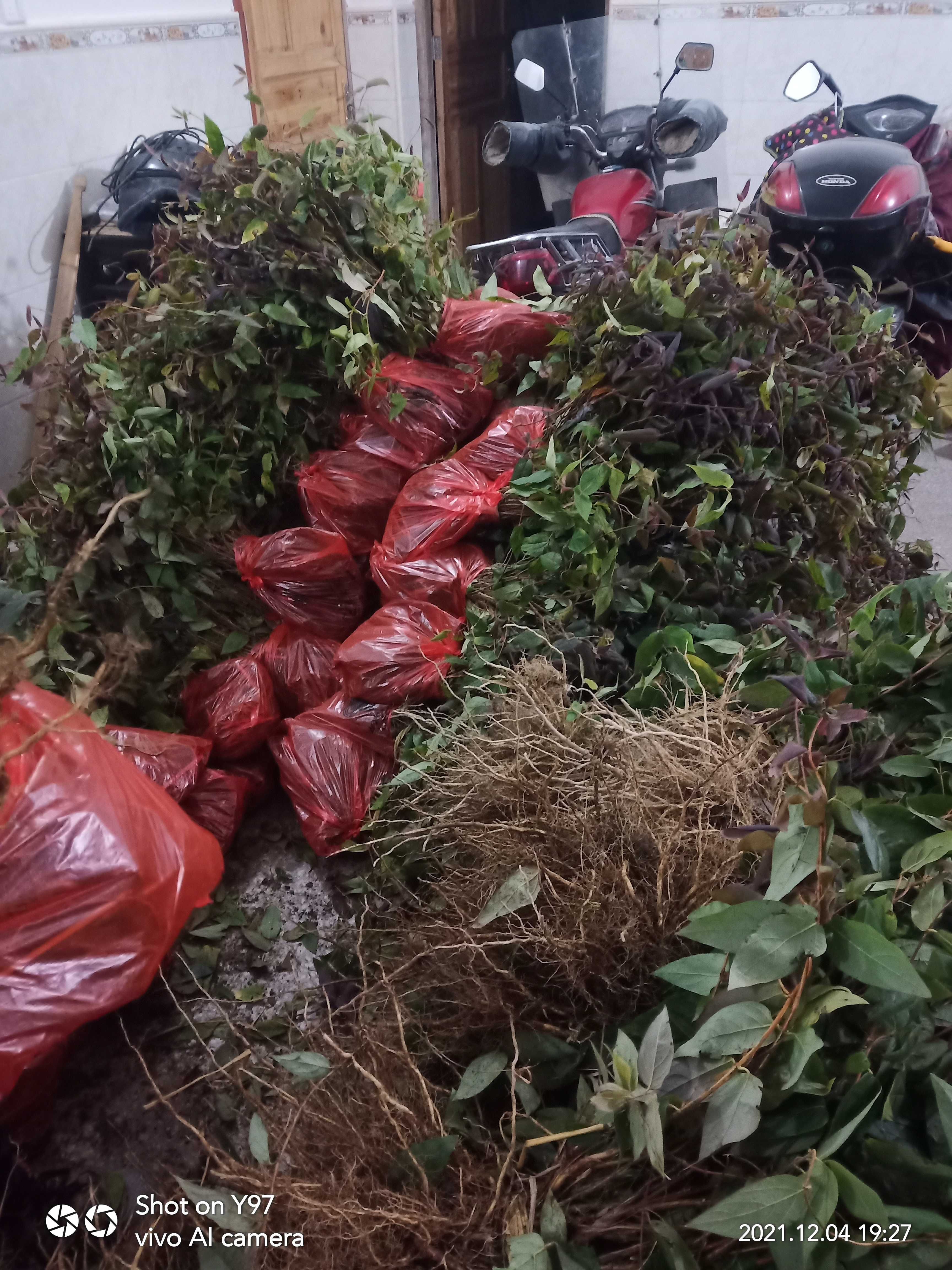 湘蕾五号金银花嫁接苗山银花裸根苗