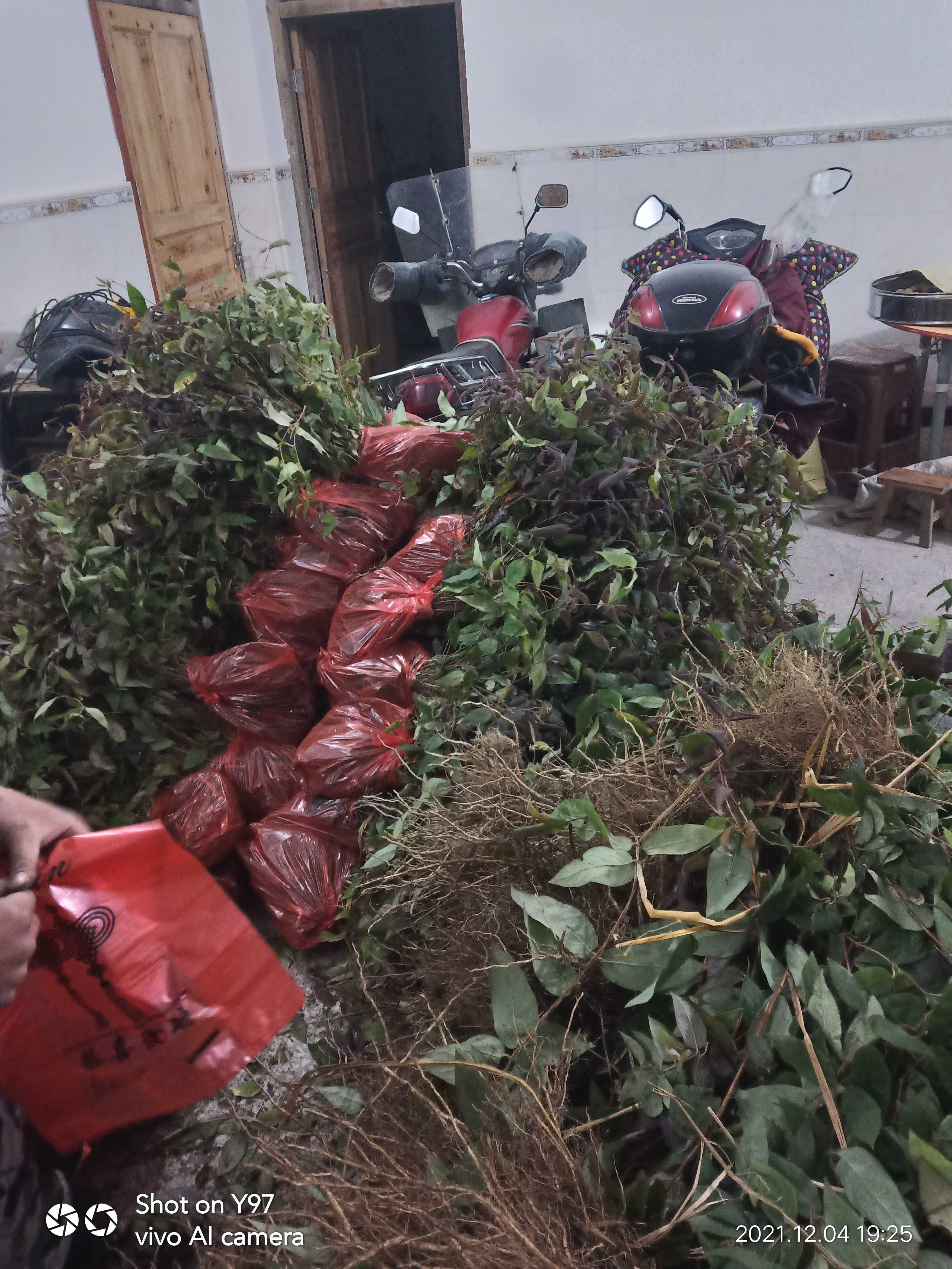 湘蕾五号金银花嫁接苗山银花裸根苗