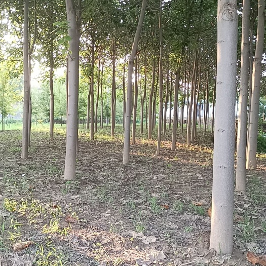 扶风县泡桐