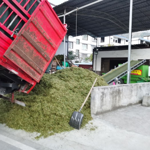道真县青储草料