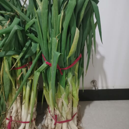温县焦作温县大葱。还剩两亩地。周边县是有需要。的。可以联系！