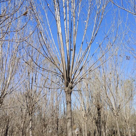 惠民县白蜡树