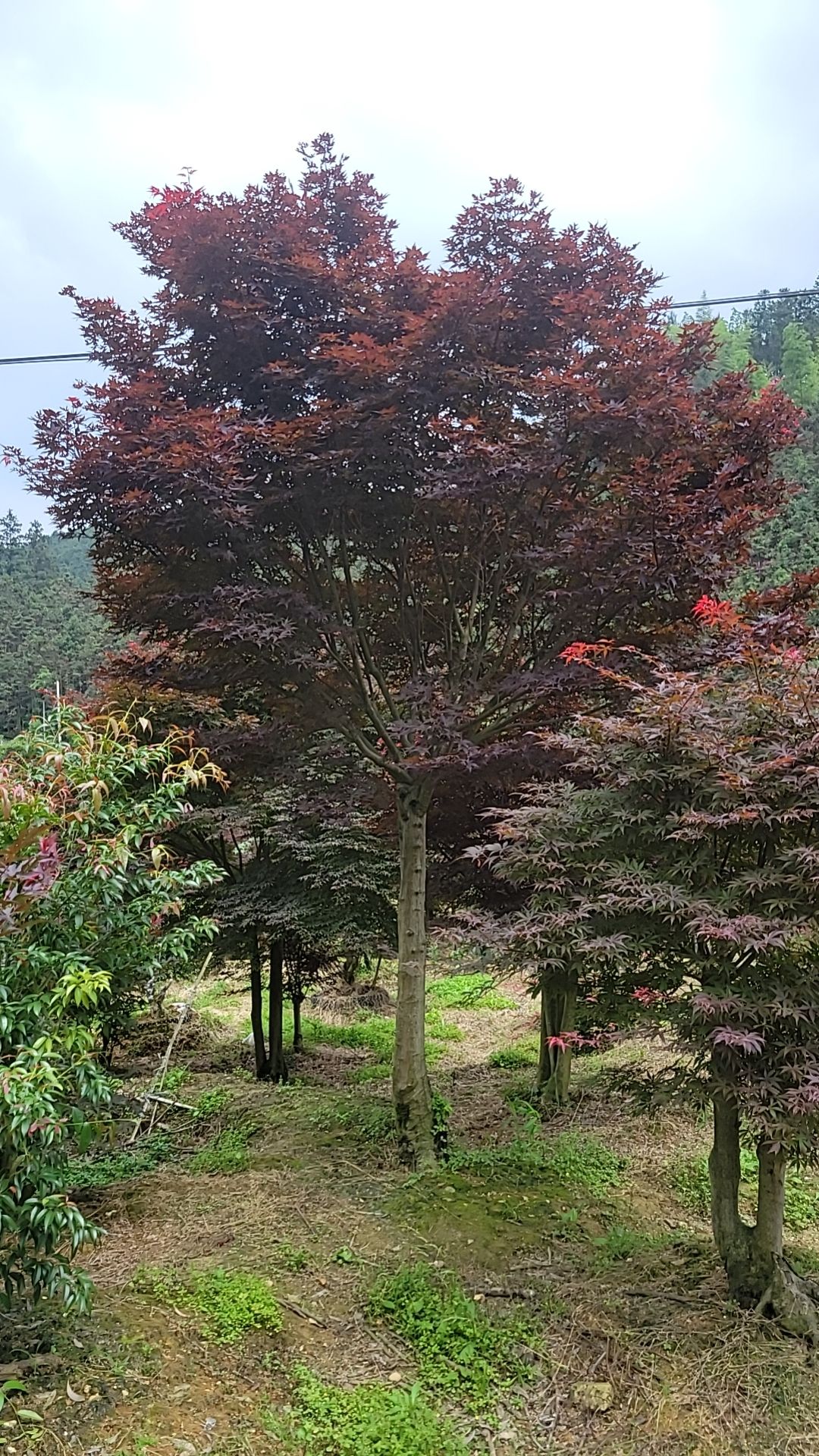 红枫