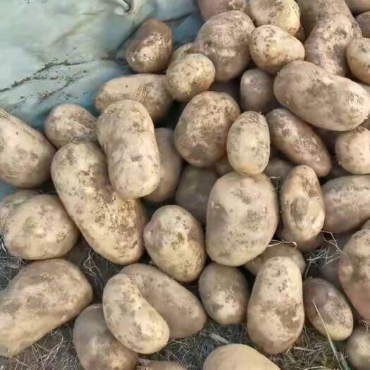 沽源县黄心土豆