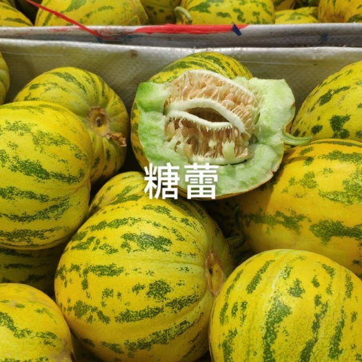 甜瓜种子糖蕾甜瓜种子露地王抗裂能力强耐涝不艮皮大田基地瓜种子