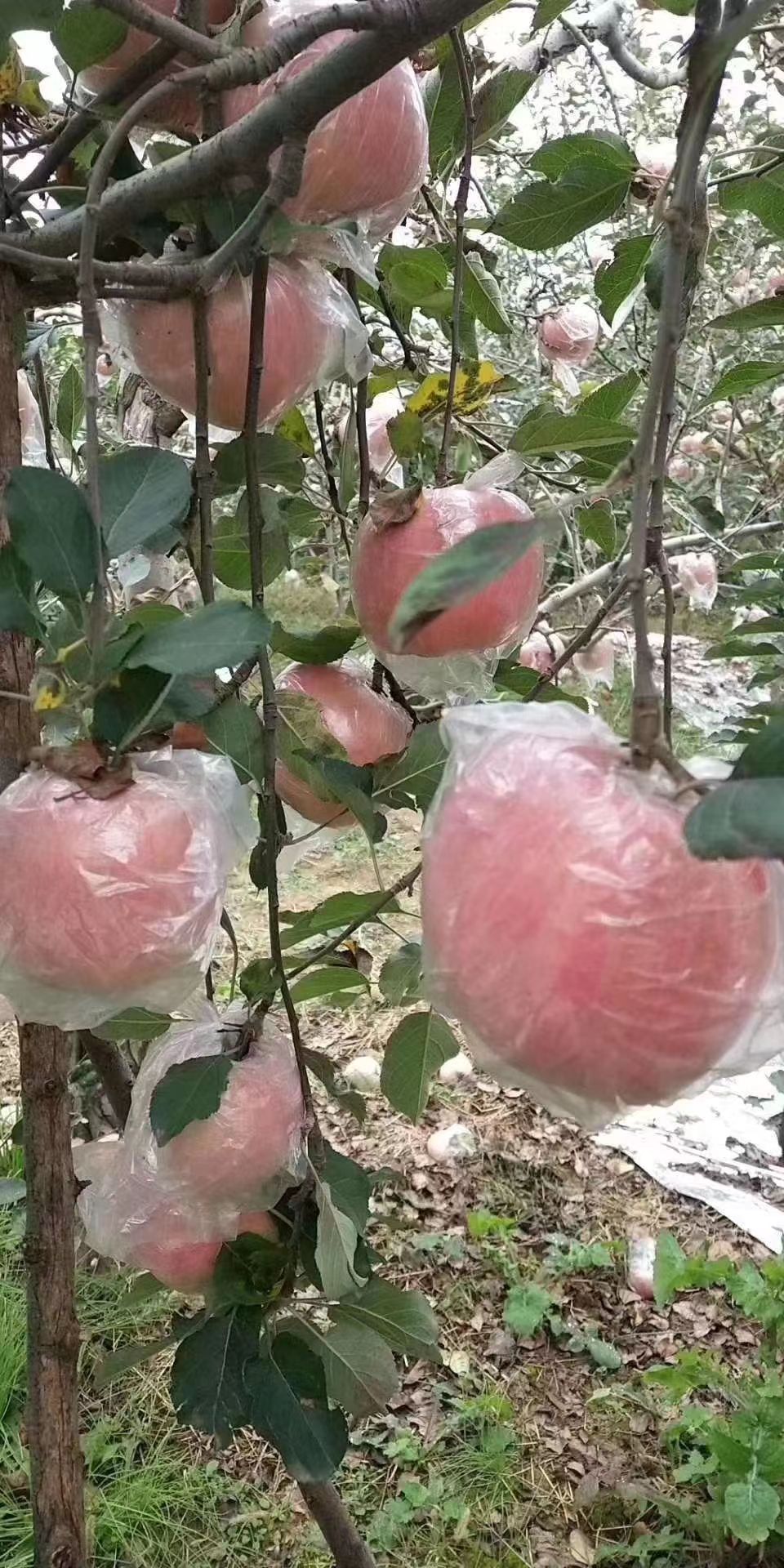 礼泉红富士苹果又脆又甜