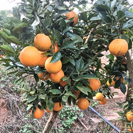 乐昌市粤北高山脐橙