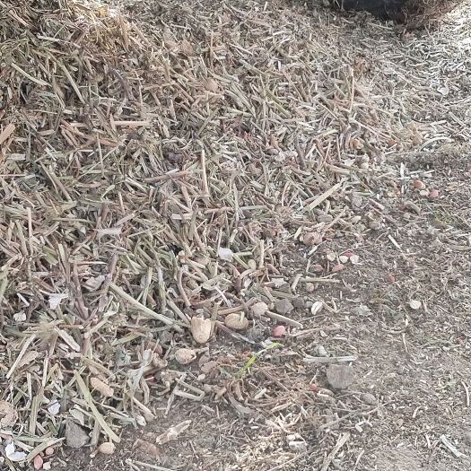 蒙城县优质花生秧 欢迎各大养殖场老板订购