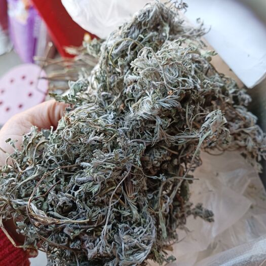 南召县绵茵陈前期小苗中个子也可切片货干货净零售批发一手货源