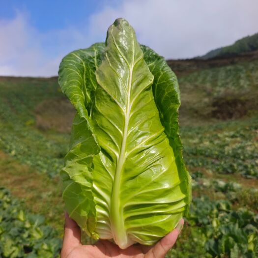 威宁县高山牛心菜，口感脆甜，无虫，无烂，无麻点