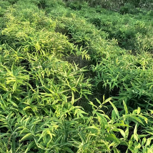 达州大量黄精种子，块茎，苗圃等