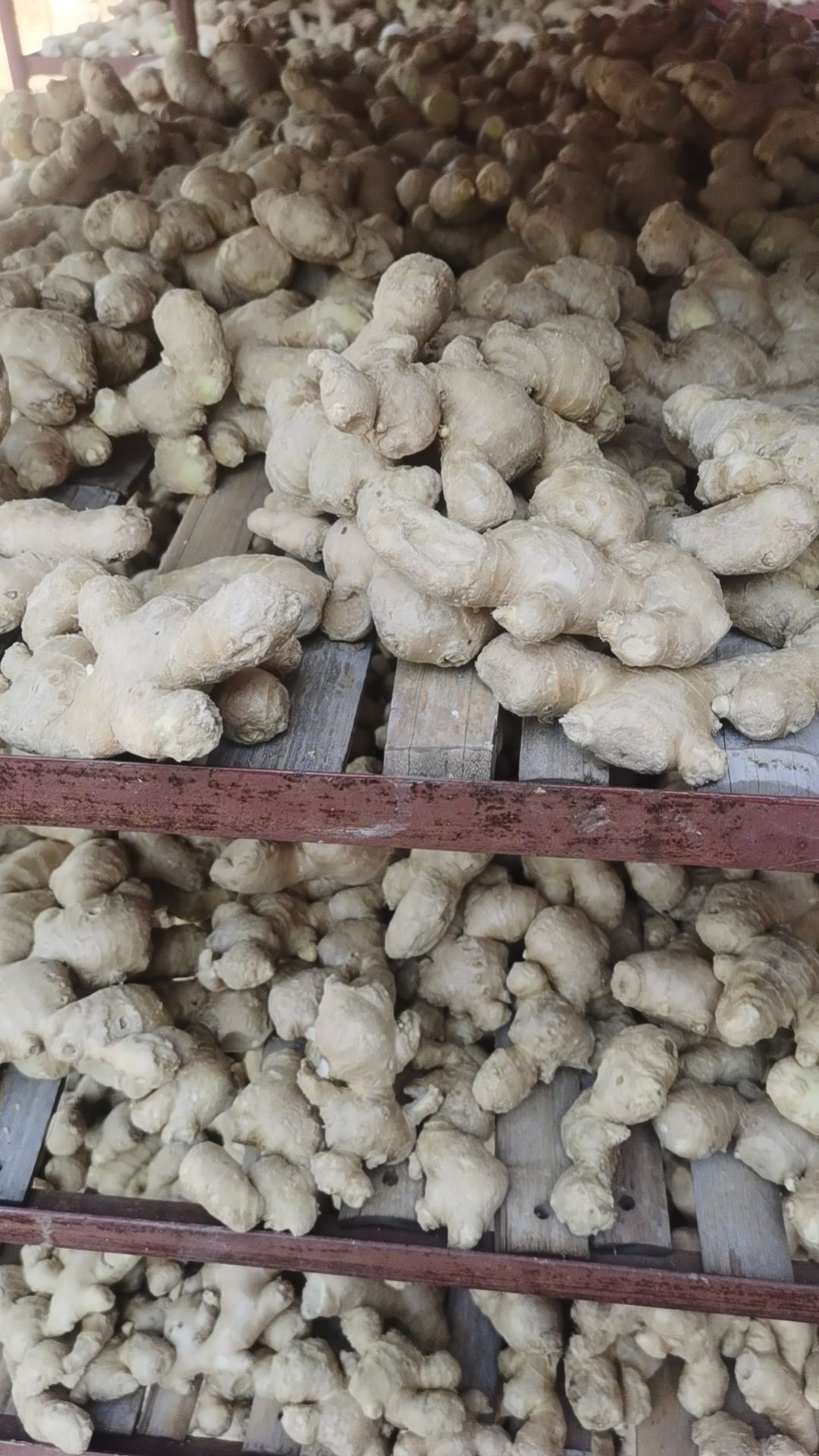 长年代发代收鲜姜，风干姜，