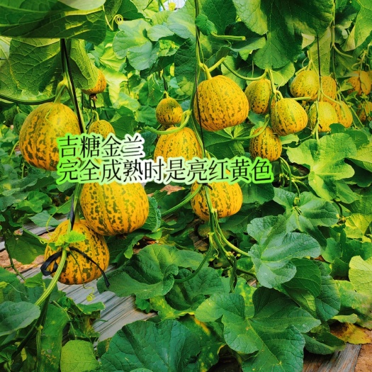 宿迁甜瓜种子吉糖金兰花皮甜瓜种子高糖大果耐裂甜瓜种子大田基地专用