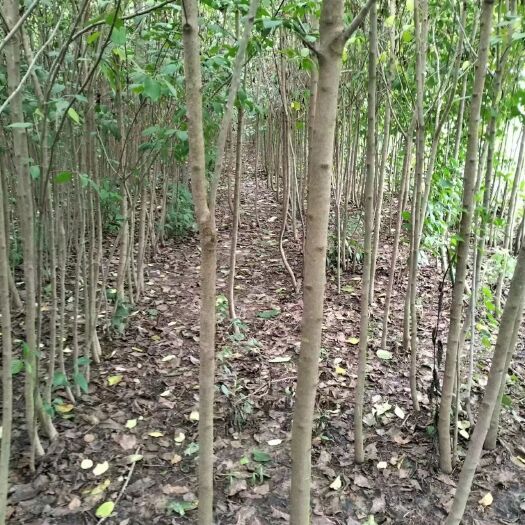 惠民县退林杜仲苗2公分左右