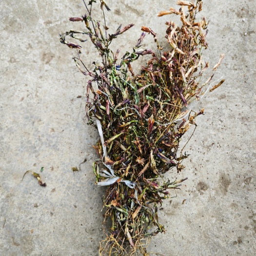 威宁县贵州小龙胆草