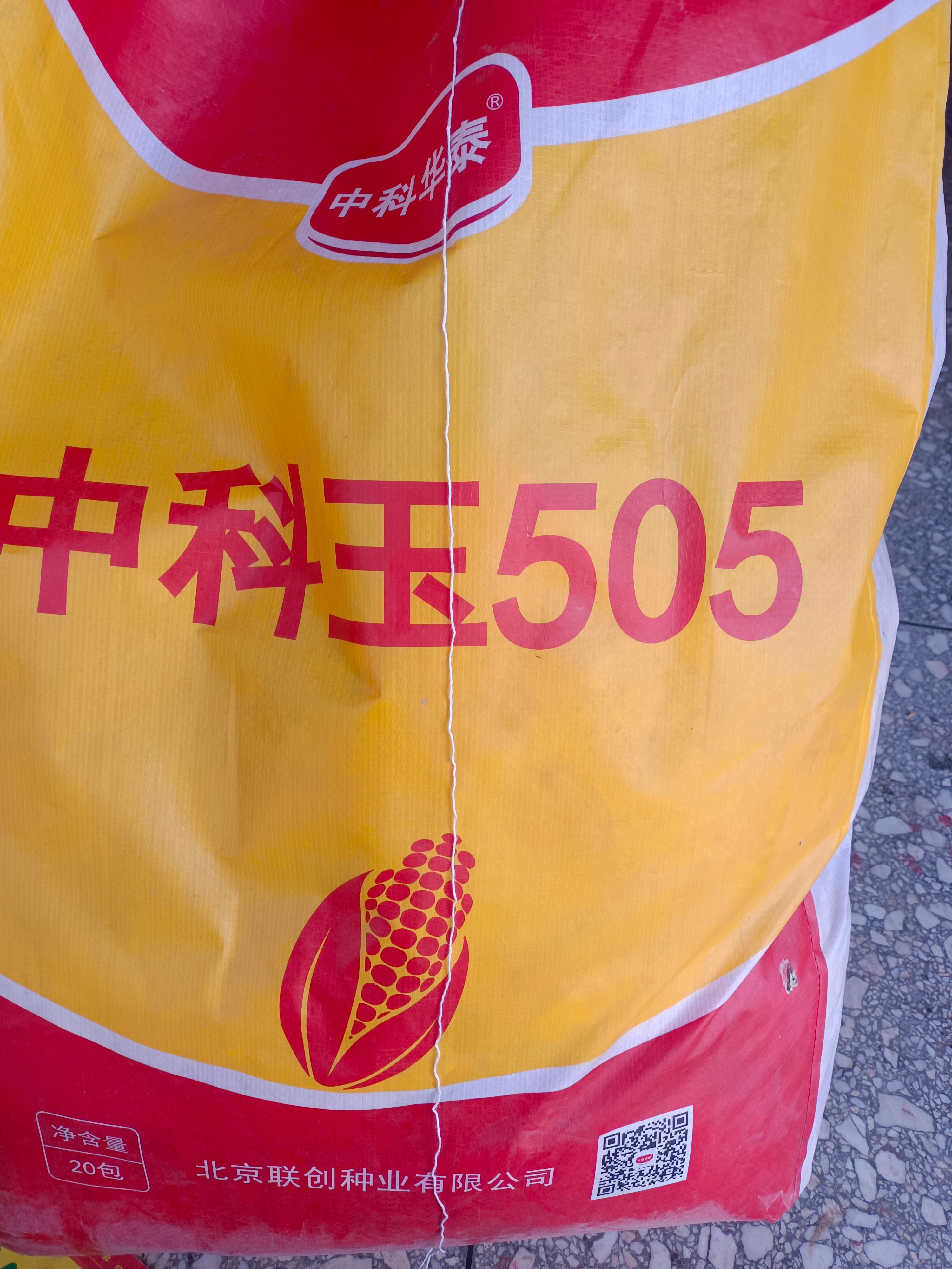 中科玉505玉米种子,轴细牙齿深不花粒
