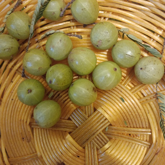 元谋县橄榄果，可食用，可药用