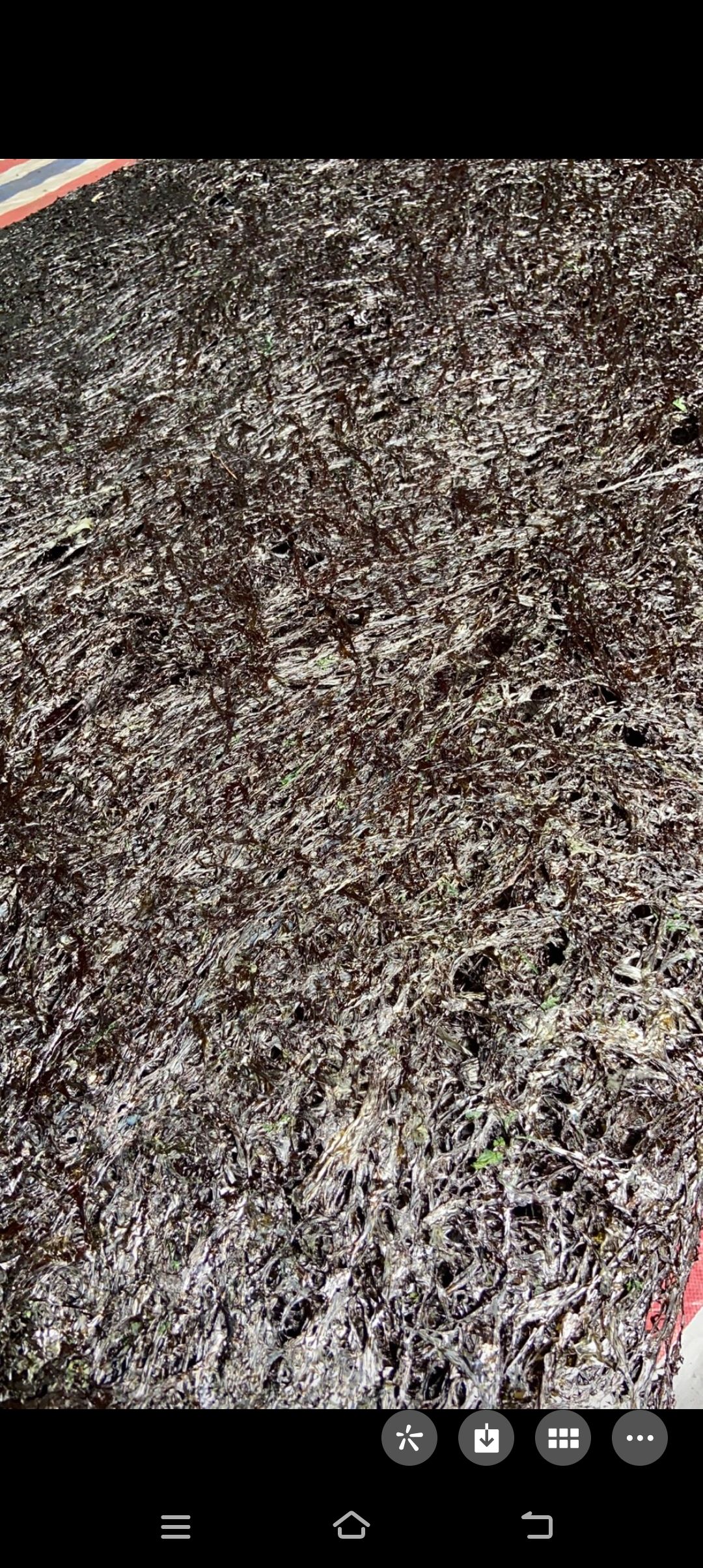 头水紫菜