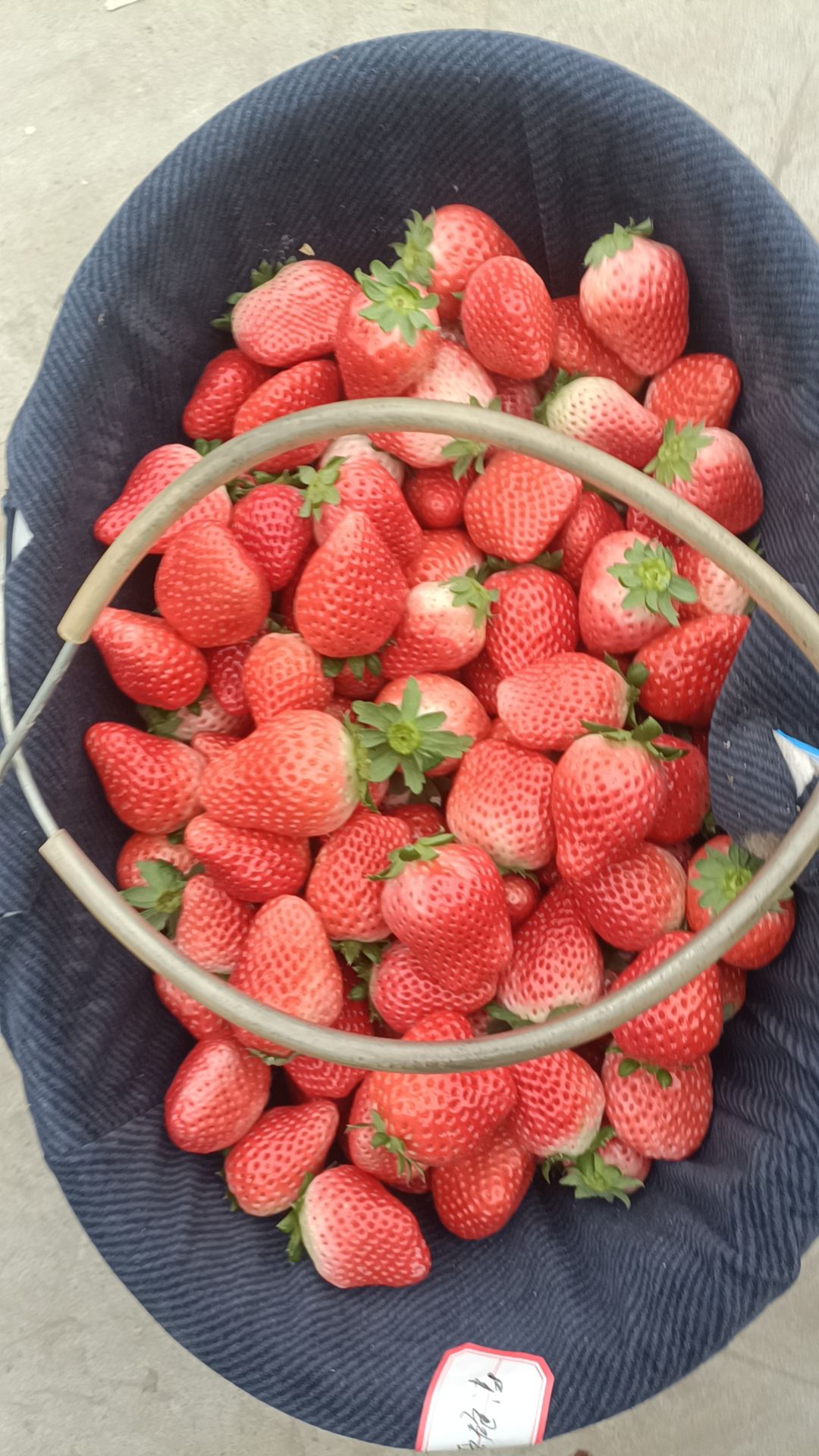 徐州妙香草莓   妙香奶油草莓