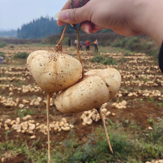 镇宁县新鲜白地瓜，凉薯，地萝卜，土瓜，现挖现发，当天发货