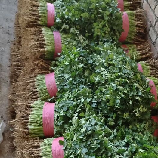 聊城香菜大量供应