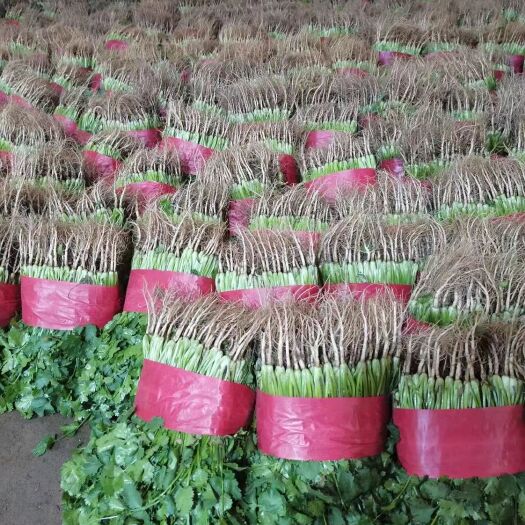 邯郸【香菜】大量有货，支持各种包装，可对接各大商超，市场，电商