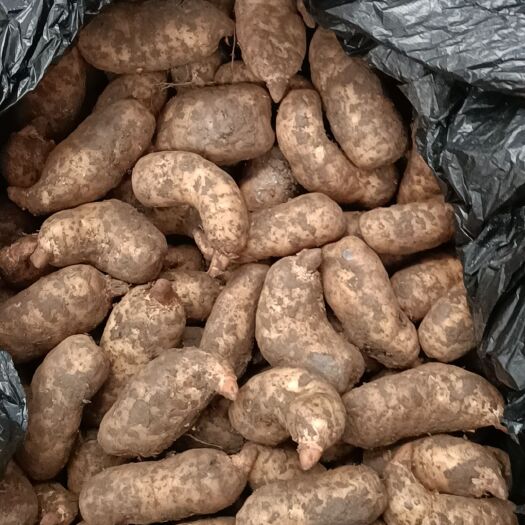 成都鲜天麻大量上市，欢迎订购，量大从优，运费买家自理