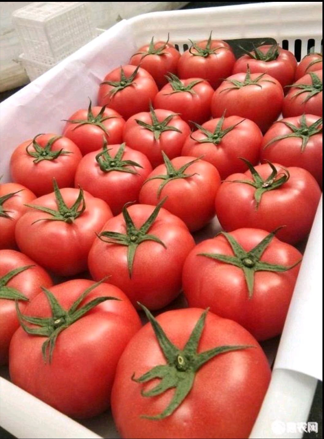 费县硬粉西红柿大量上市，果型好颜色红耐运输，对接电商超市商场