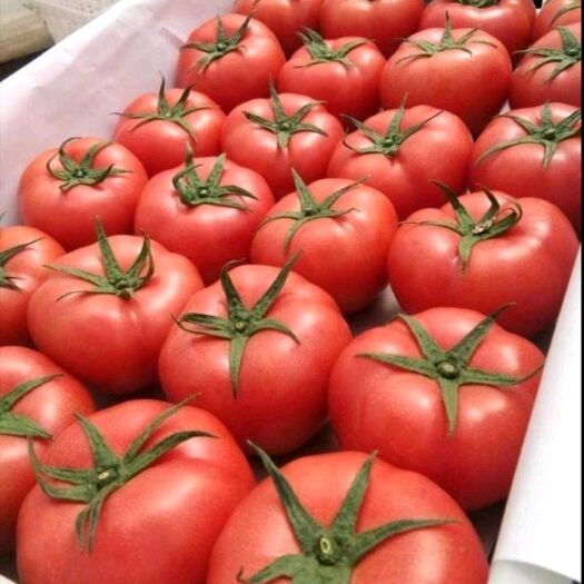 硬粉西红柿大量上市，果型好颜色红耐运输，对接电商超市商场